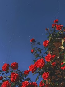 夏阳秋实