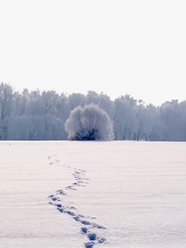 雪国狼王（1）