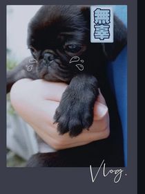 阿爻与君狗