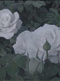 花會枯萎嗎