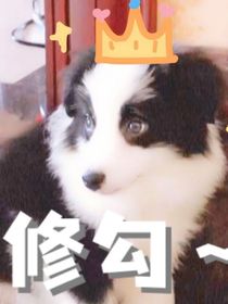 TNT：总裁的小媳妇