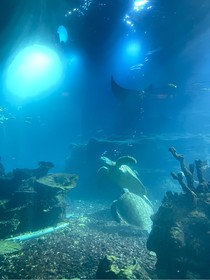 重生之大湾区合伙人
