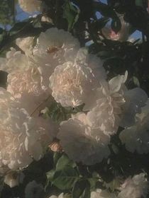 小剧场合集