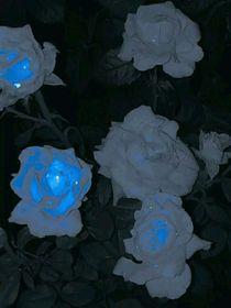 疯子的欲望：年下
