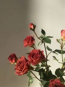 舟少爷的那些爱情故事