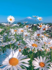 Daisies