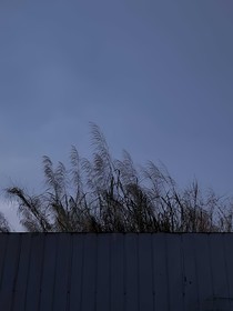 雞籠里的omega是我老婆