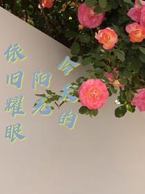 今天的陽光依舊耀眼