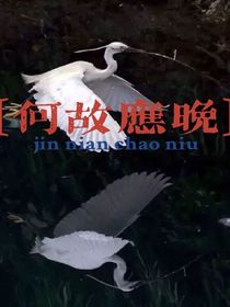 何故應晚