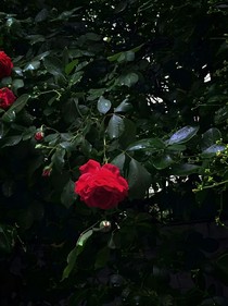 快穿之花痴的她