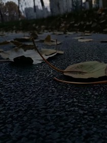 萧之若叶