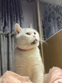 圆圆同学真难搞！
