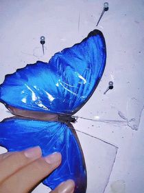 永恒白蔷薇