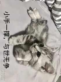 為了姐姐穿越文豪野犬