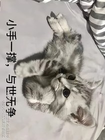 为了姐姐穿越文豪野犬