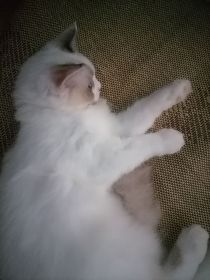 运气不好，穿成了流浪猫？？