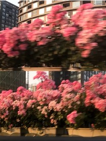 待到花好月圓時(shí)
