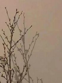 惡女她只想活著