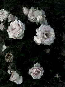 月光下的白色玫瑰