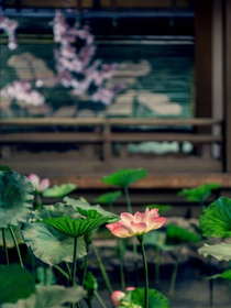 禔夏