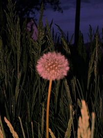繁花散尽-d421