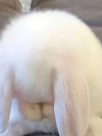 胆小鬼dxg