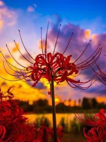 花名册：花语