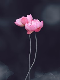 蔡徐坤：奇怪的节目