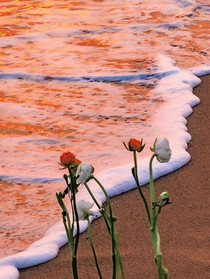 海上生花