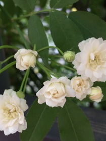 雏菊录