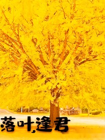 落叶，逢君