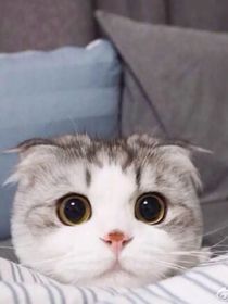 重生成猫的那些年