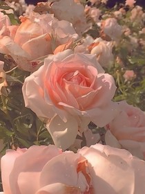 夏日心動預(yù)告
