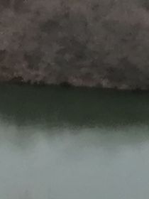 閑魚日常