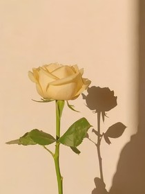 卖土豆的杂货铺