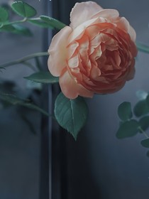 快穿：三干世界她蒙拐騙