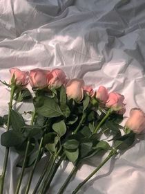 玫瑰绽放的那天