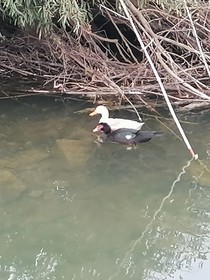 涧生