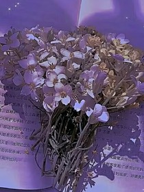 所有的優(yōu)美文案