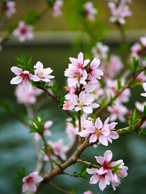 新還珠格格之璄花水月