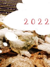 2022——平凡且不平凡的每一天