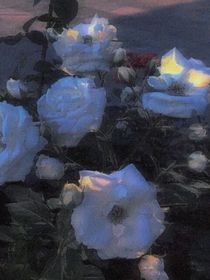 濰城海棠花盡開……
