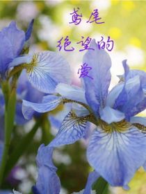 鸢尾：