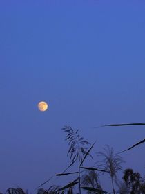 邻居是病弱美人怎么破