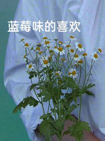 蓝莓味的喜欢