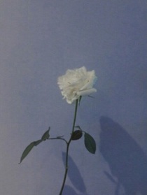 orchid一Gentlenss奇遇记