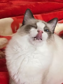 綜同：不死神明