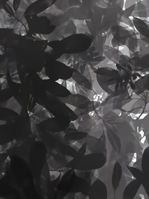 银枪-d527