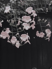 玫瑰花會(huì)凋零