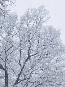小雪夜